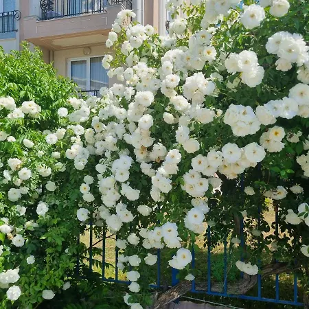 Apartament With Balcony 300m From *